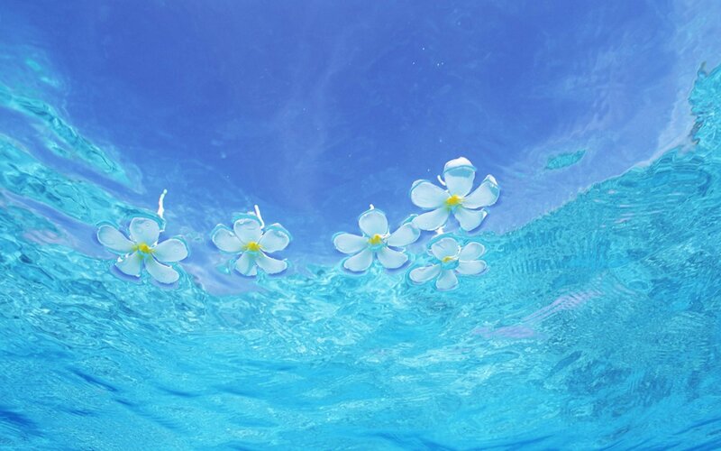 White Flowers Floating on Water — Blue