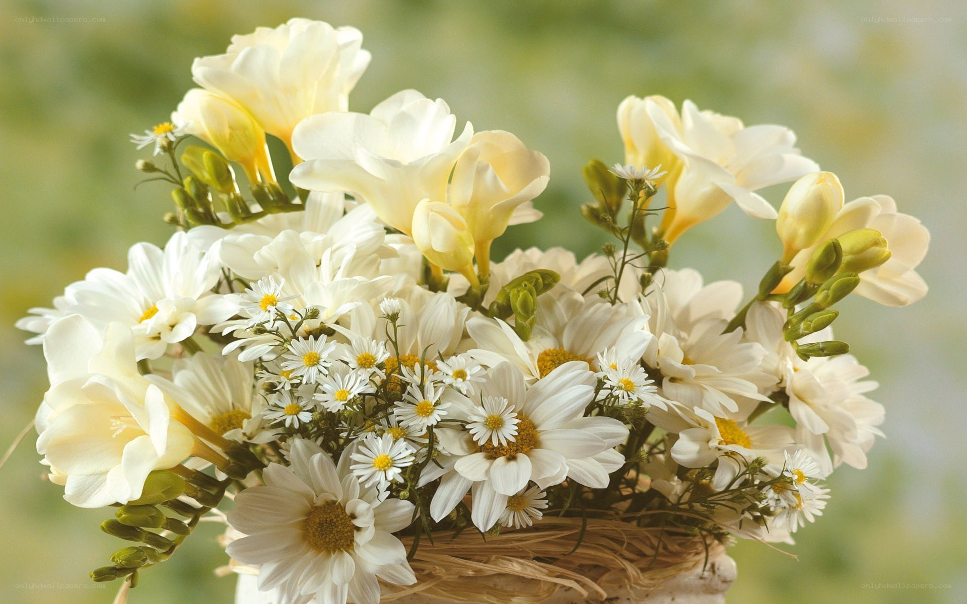 white flowers in a basket