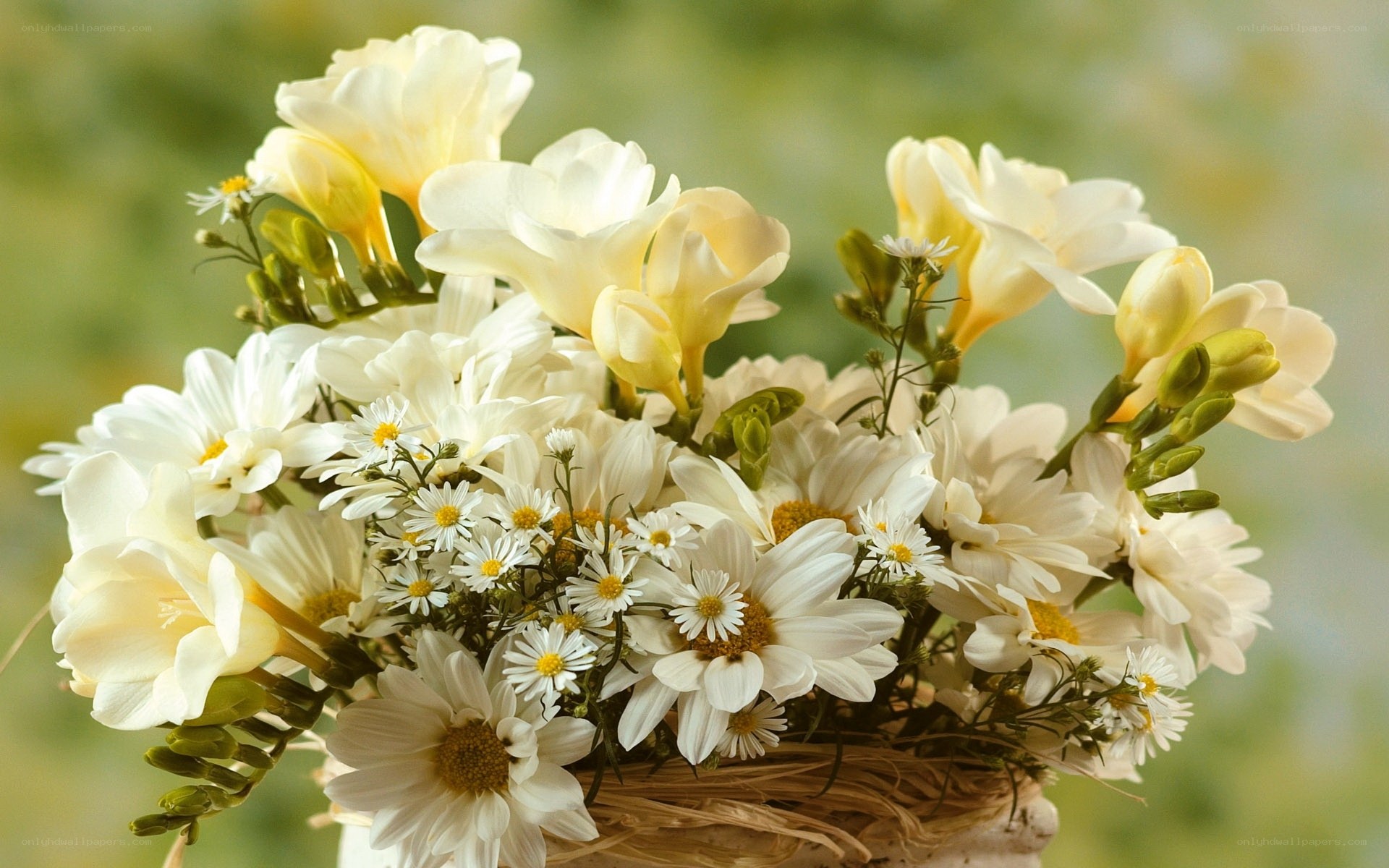 White flowers in a basket