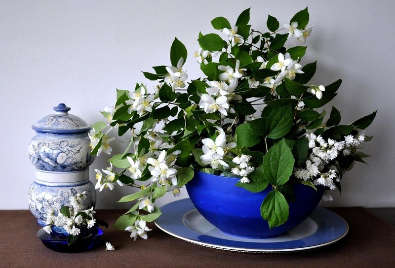 White flowers in a blue bowl