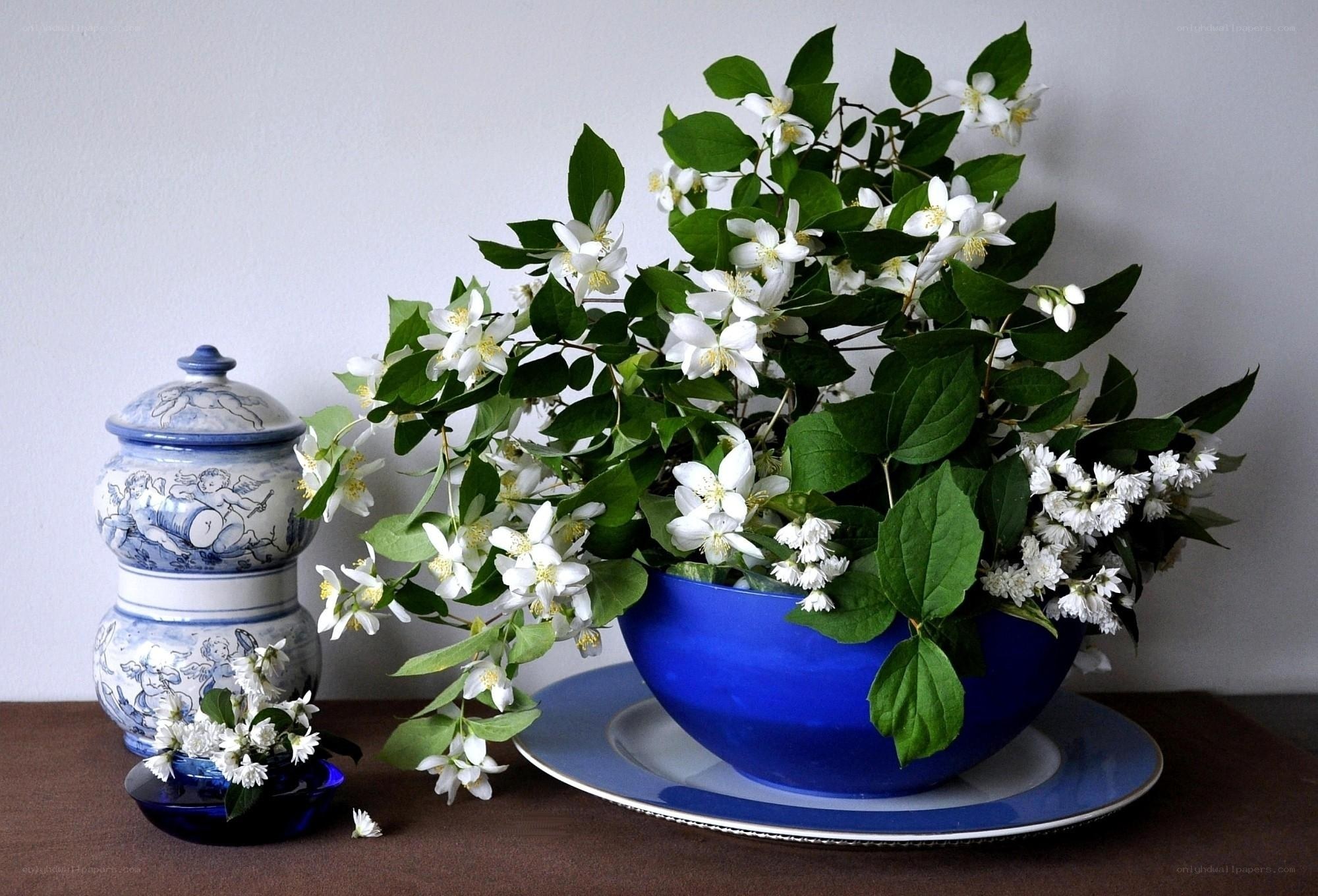 White flowers in a blue bowl
