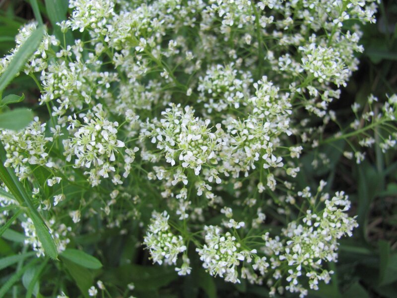 white flowers in a cluster