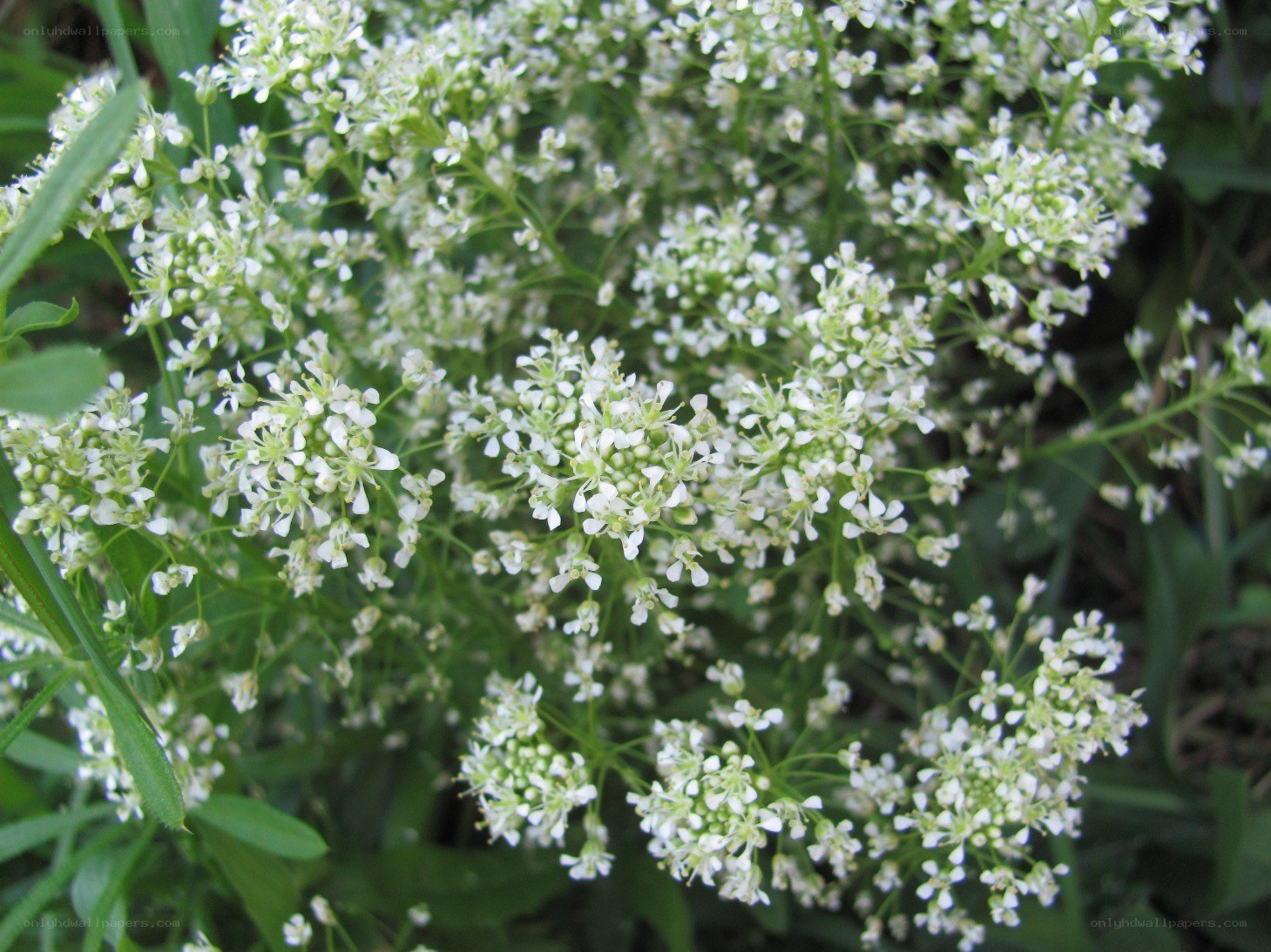 white flowers in a cluster