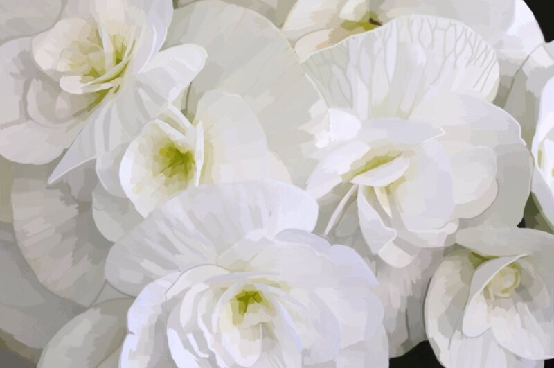 White Flowers in a Cluster — Calm