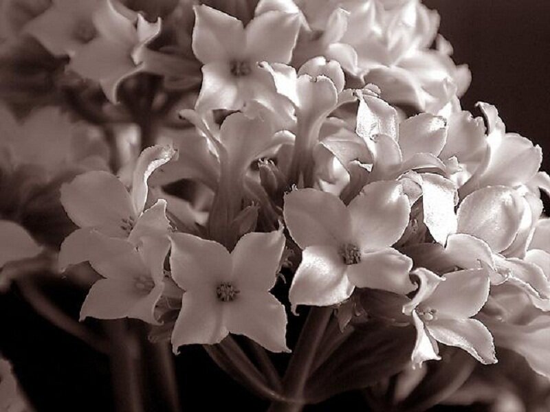 White Flowers in a Cluster — Serene