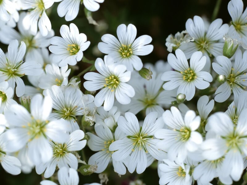 White flowers in a cluster