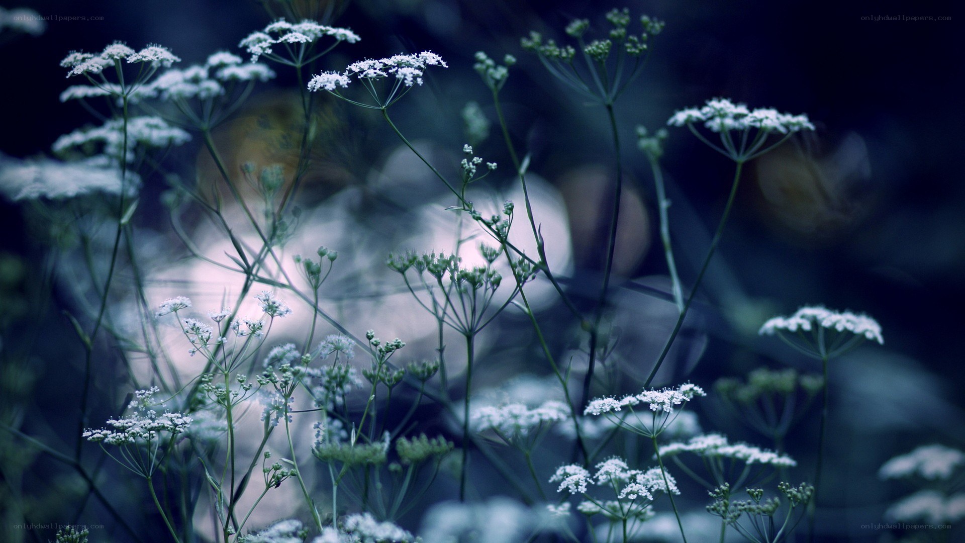 White flowers in a dark forest