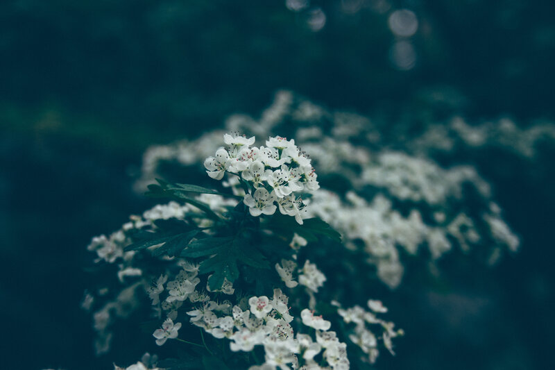 white flowers in a dark garden