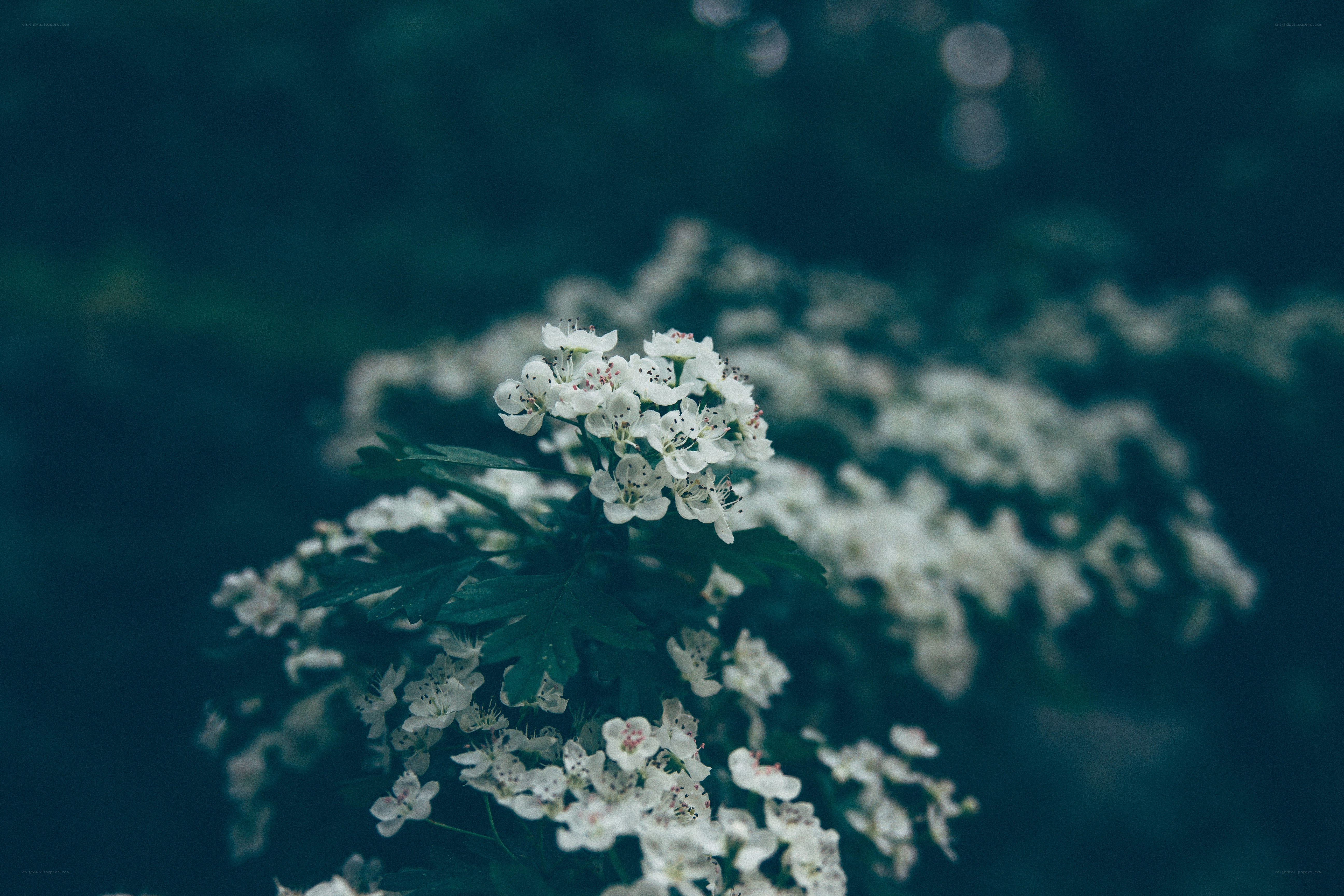 white flowers in a dark garden