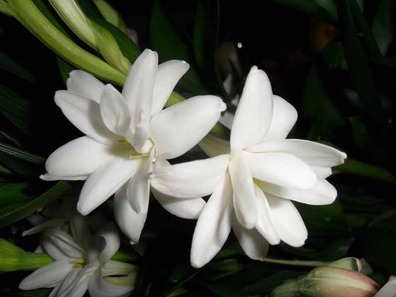 white flowers in a dark setting