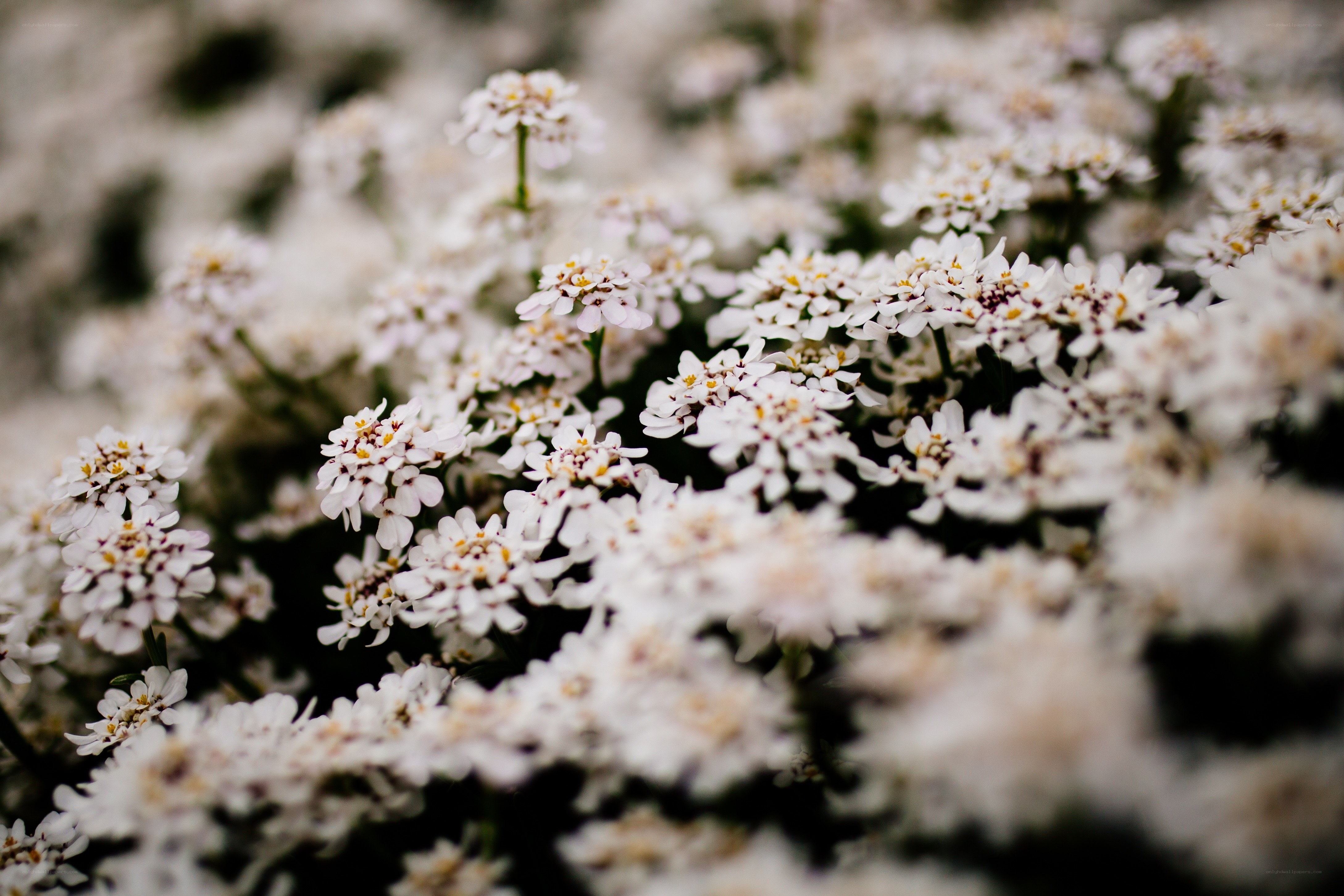 White flowers in a field