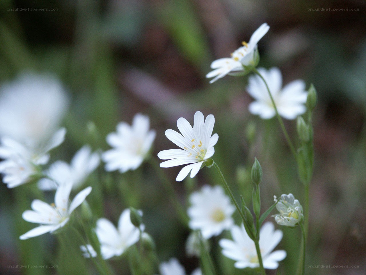 White flowers in a field