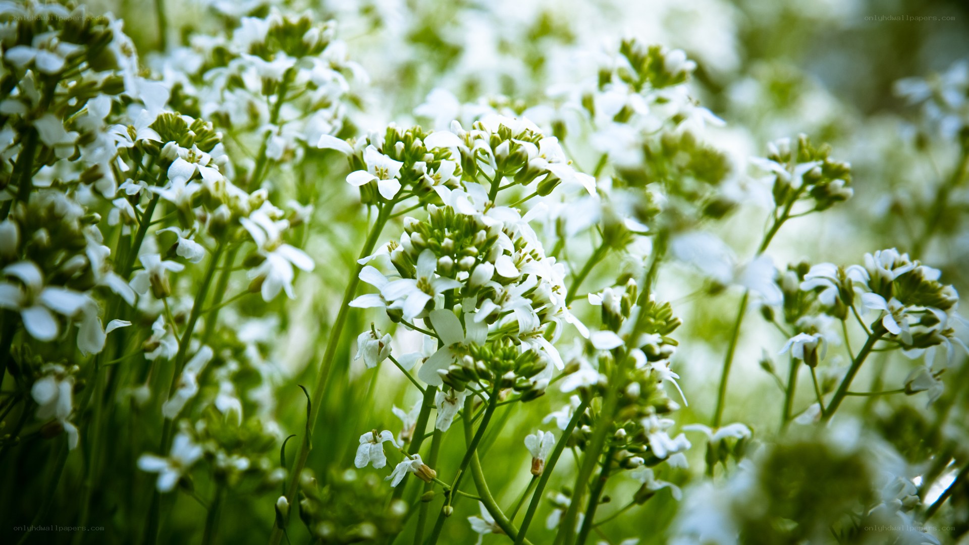 white flowers in a field