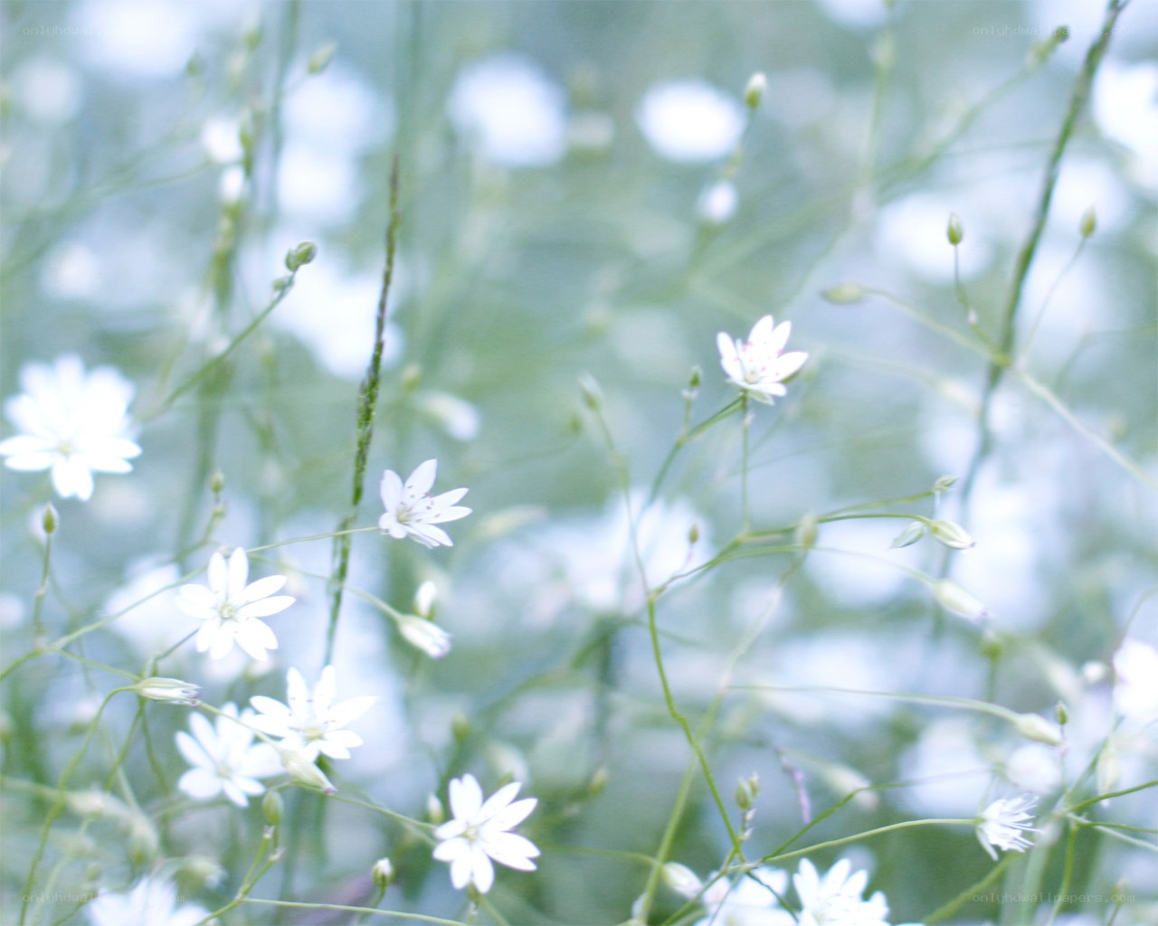 White flowers in a field