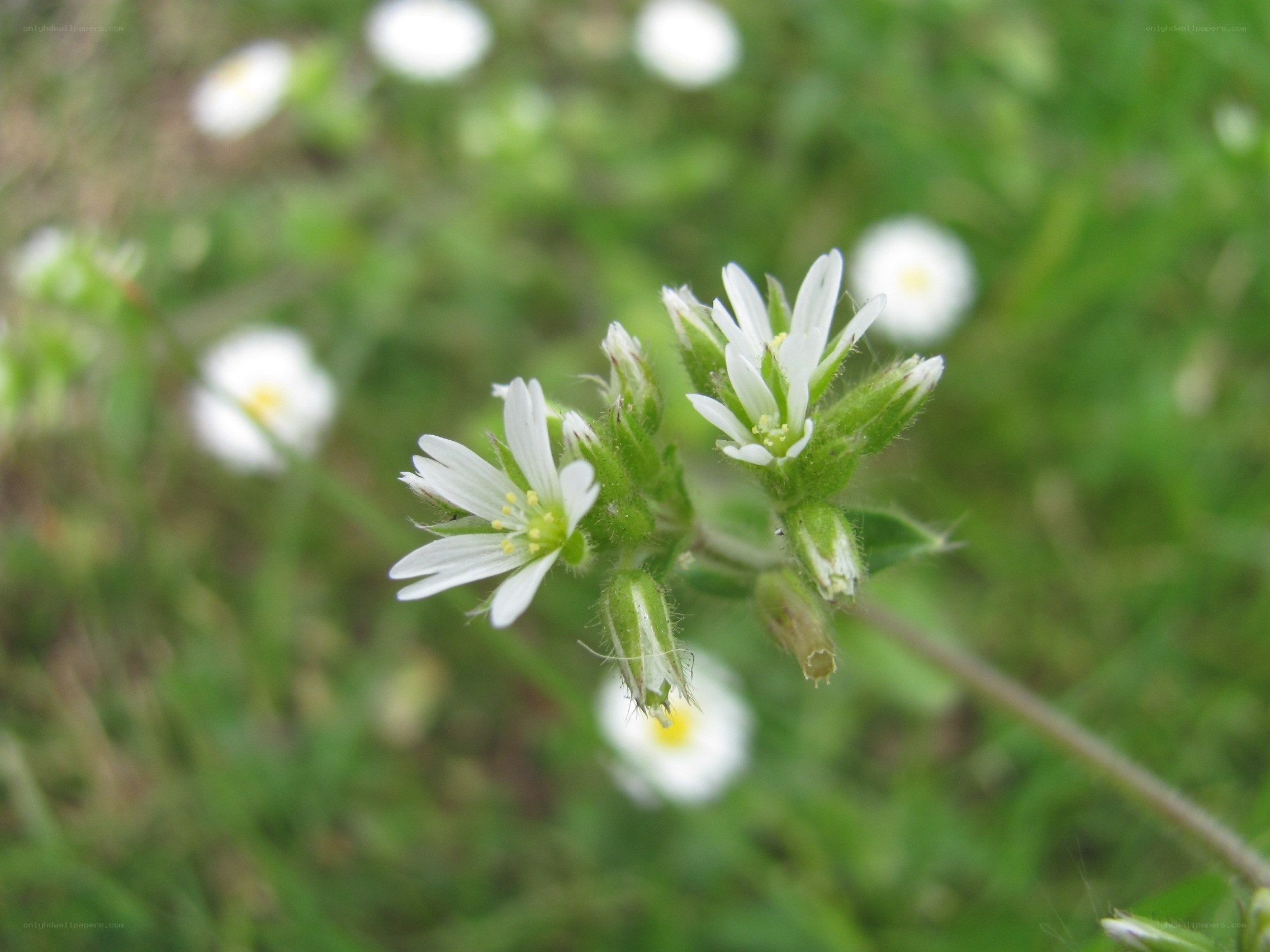 White flowers in a field