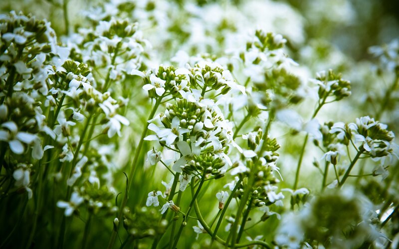 white flowers in a field