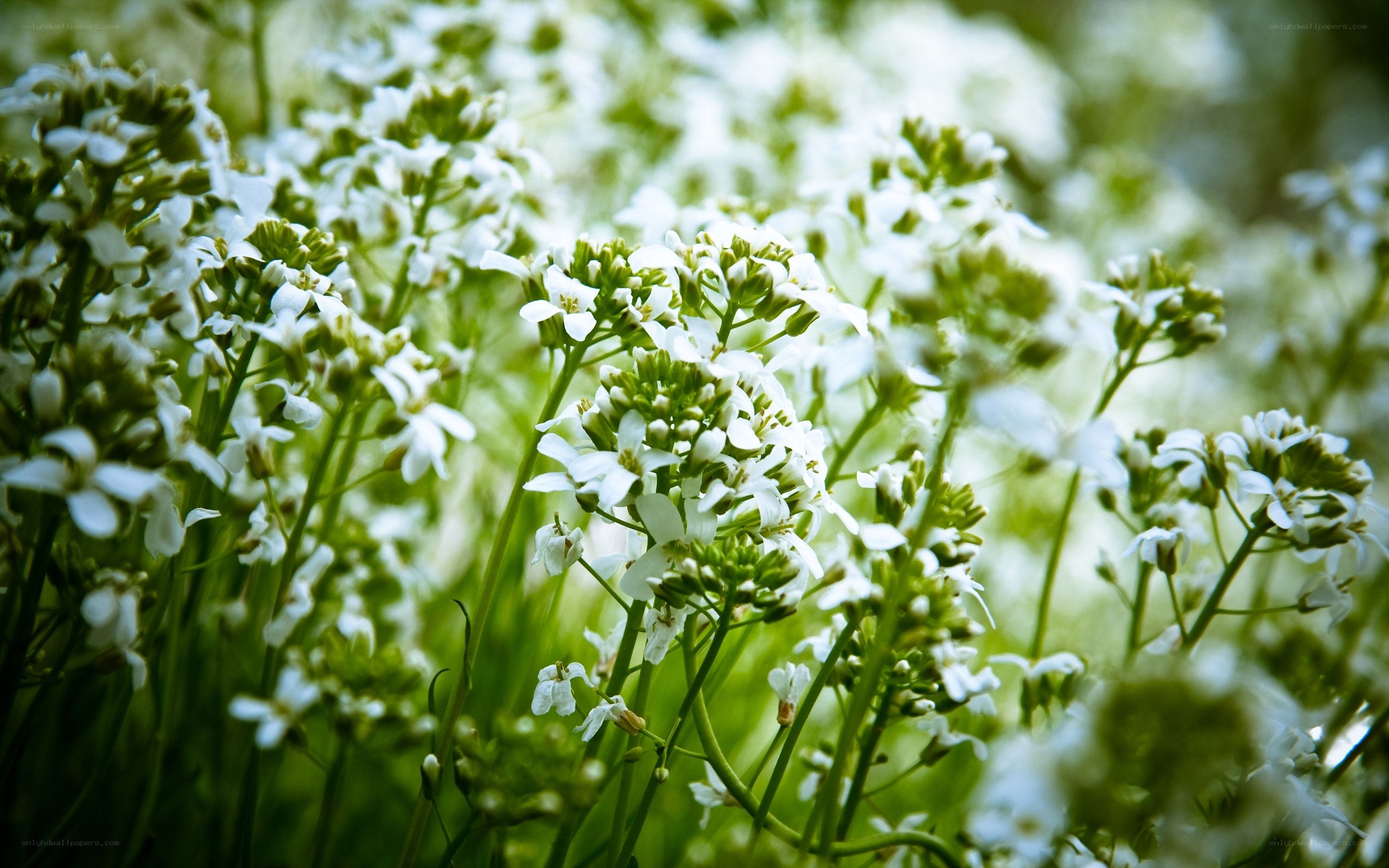 white flowers in a field