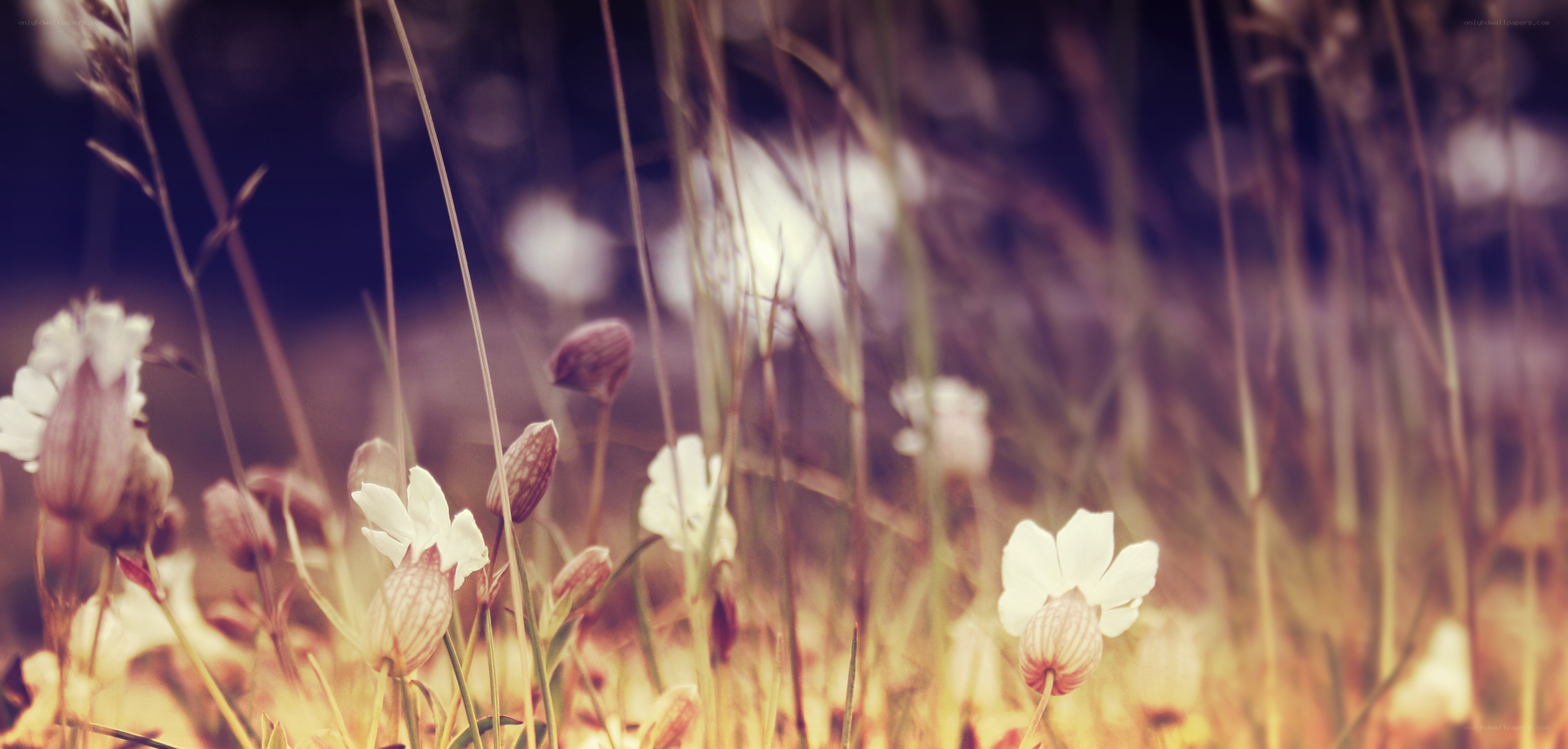 White flowers in a field