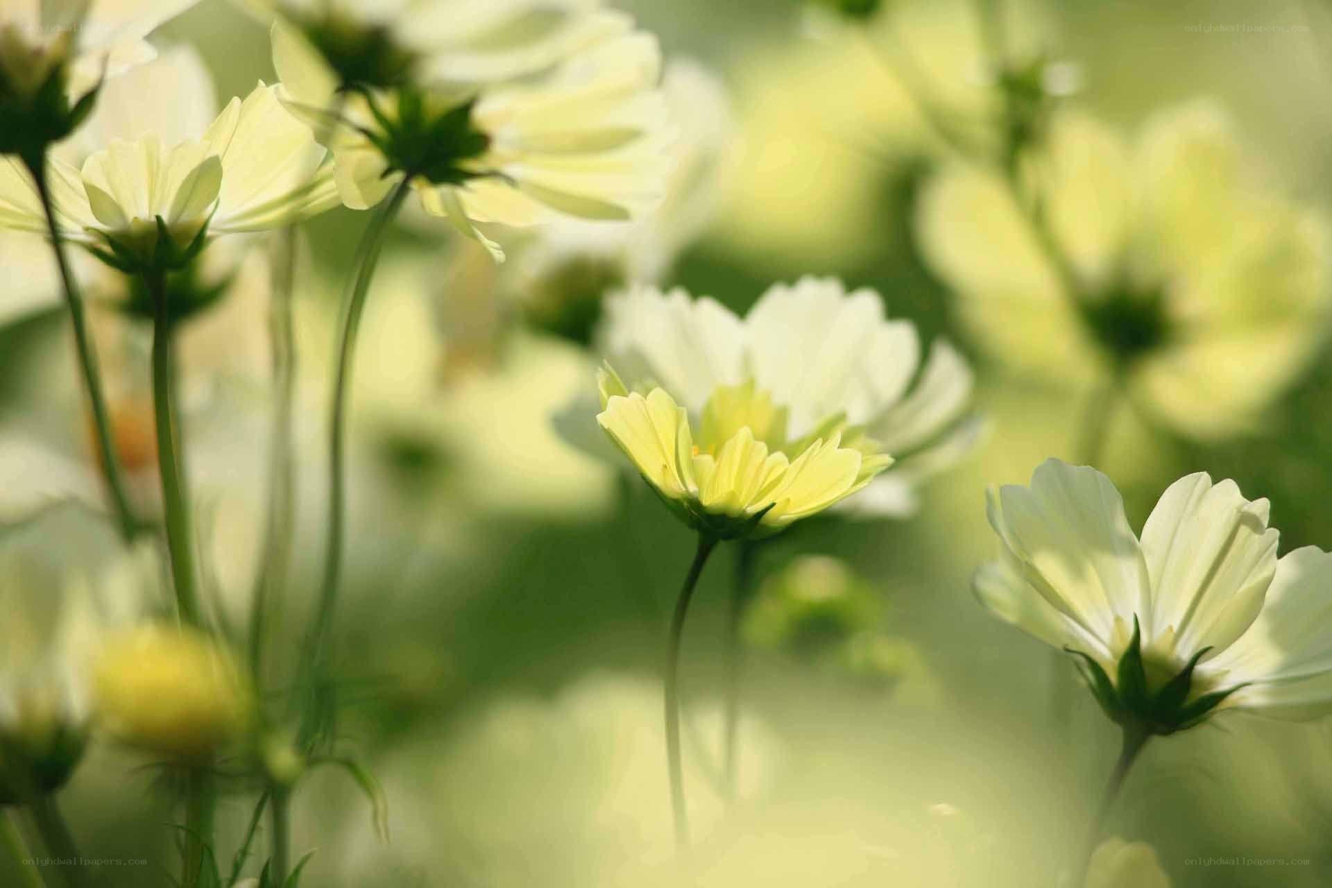 White flowers in a field