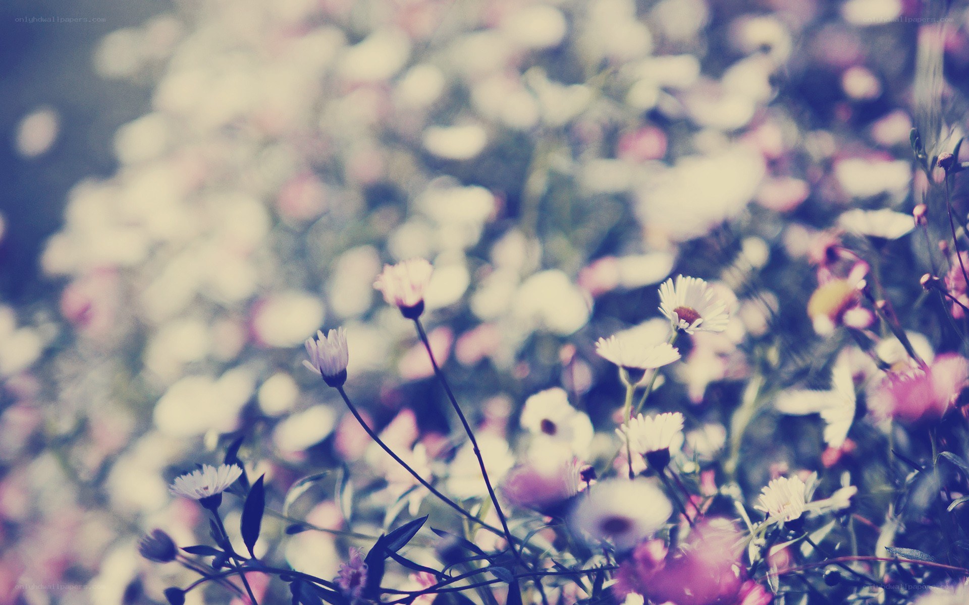 white flowers in a field