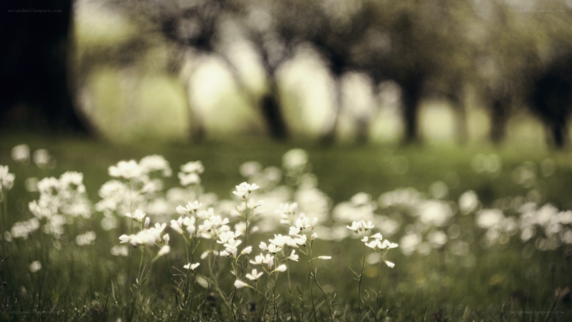 white flowers in a field