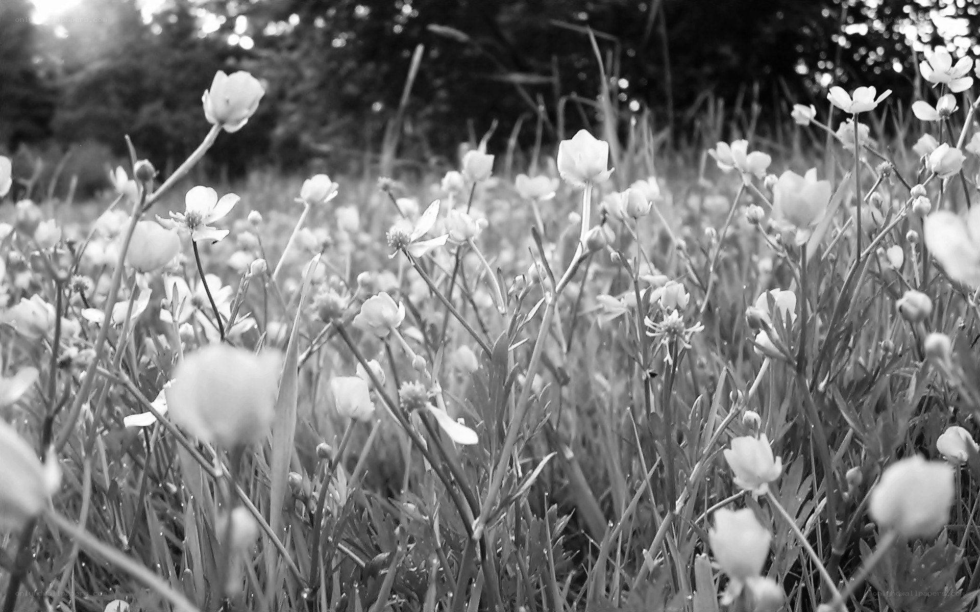 white flowers in a field