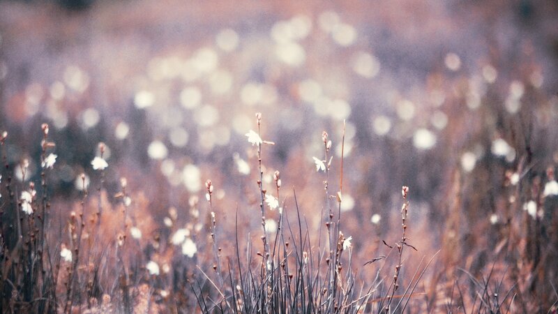 White flowers in a field