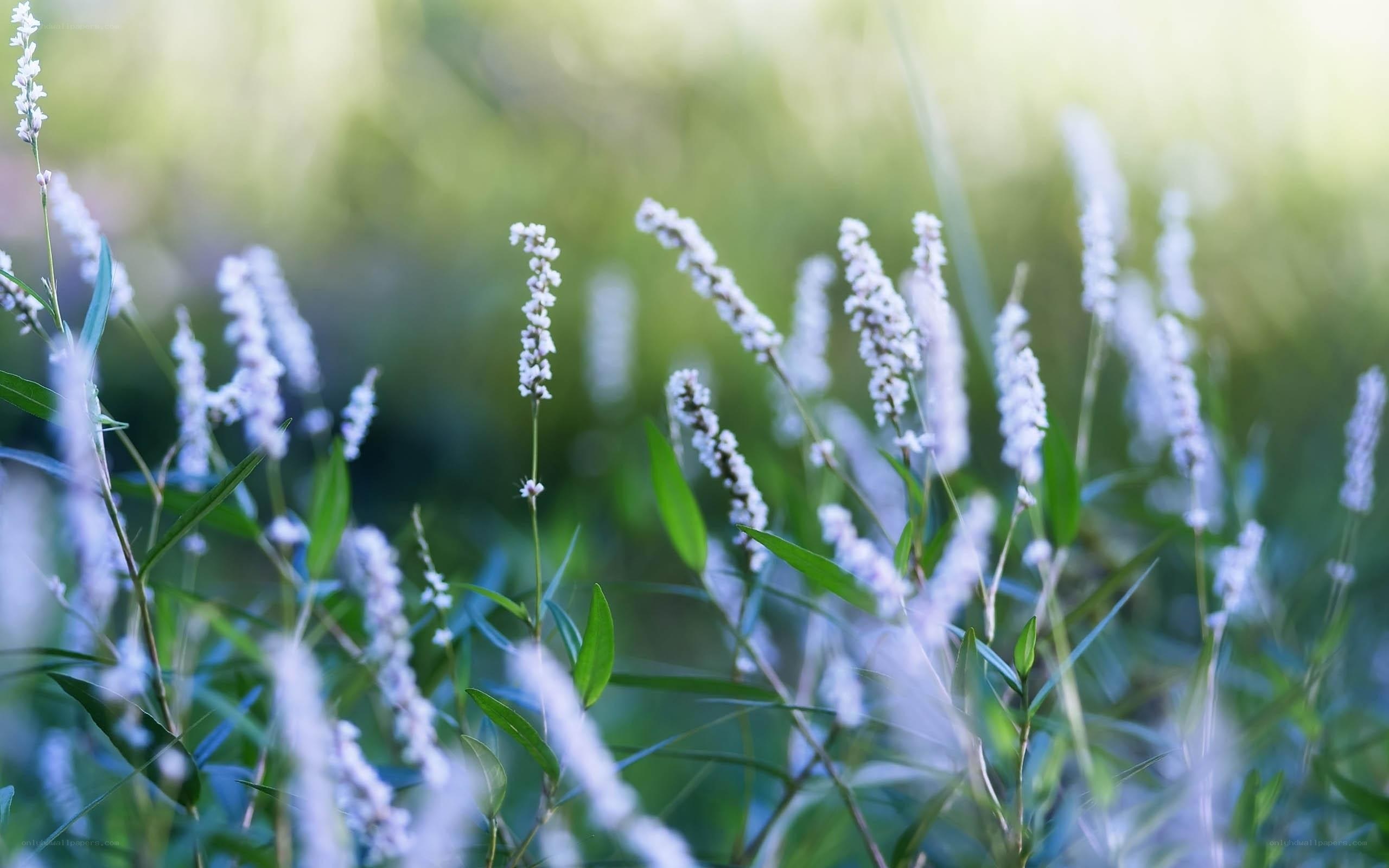 white flowers in a field