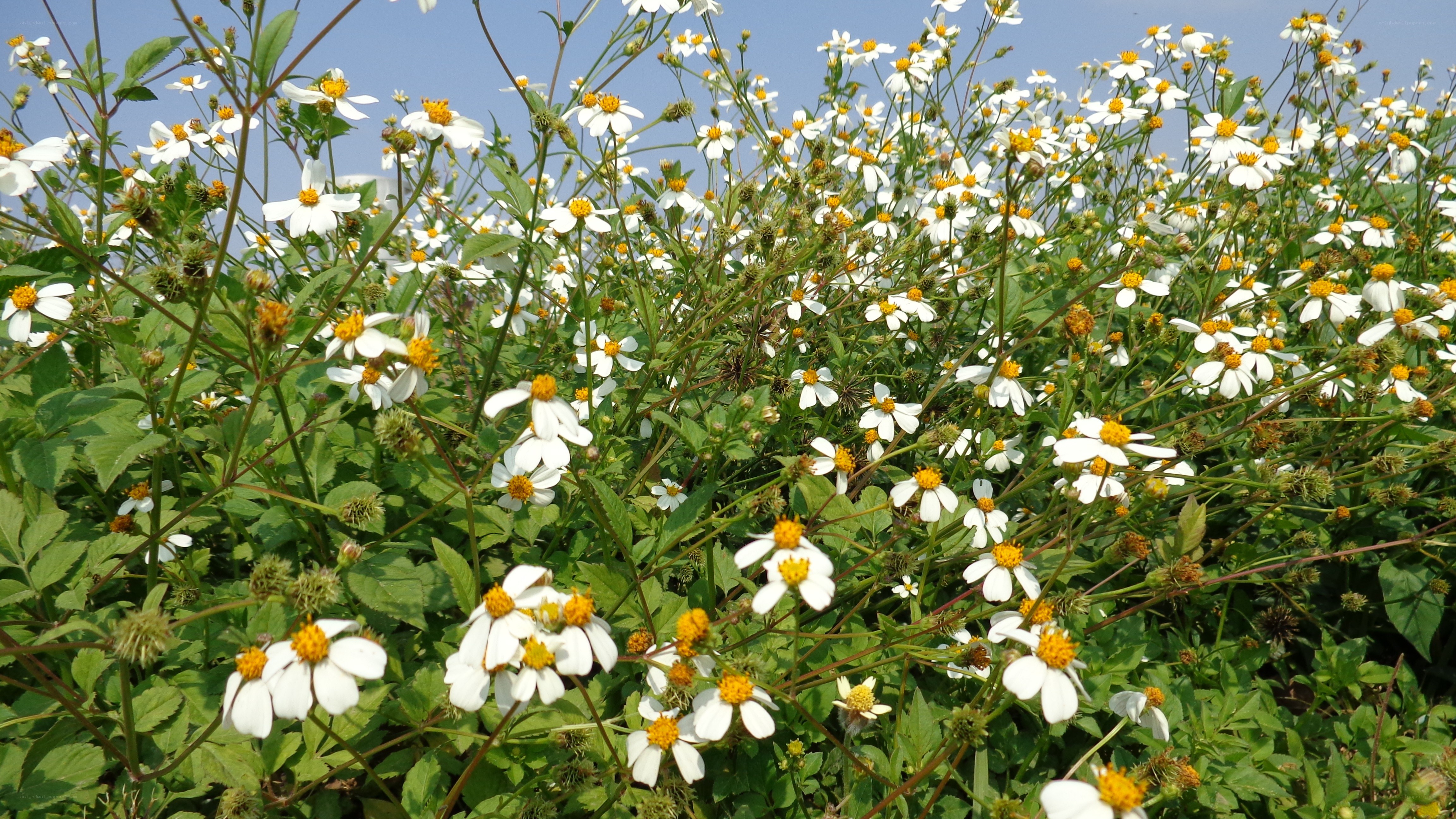 white flowers in a field