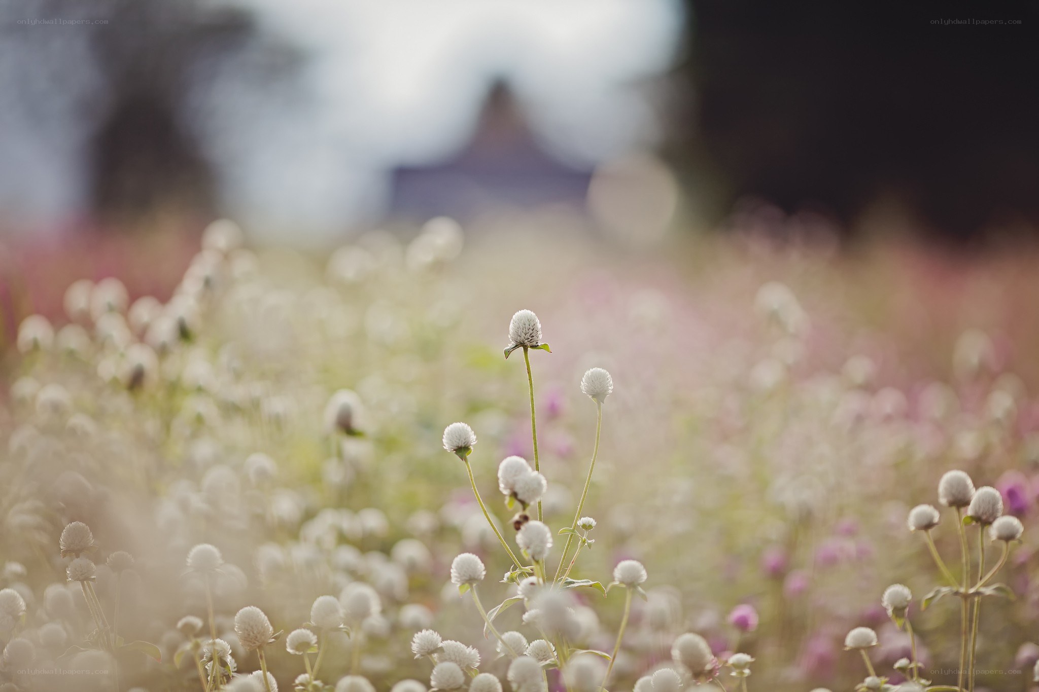 White flowers in a field