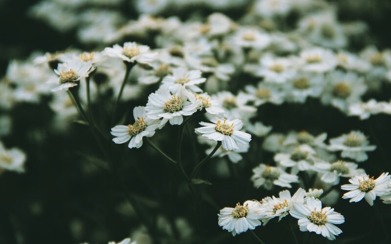 White flowers in a field