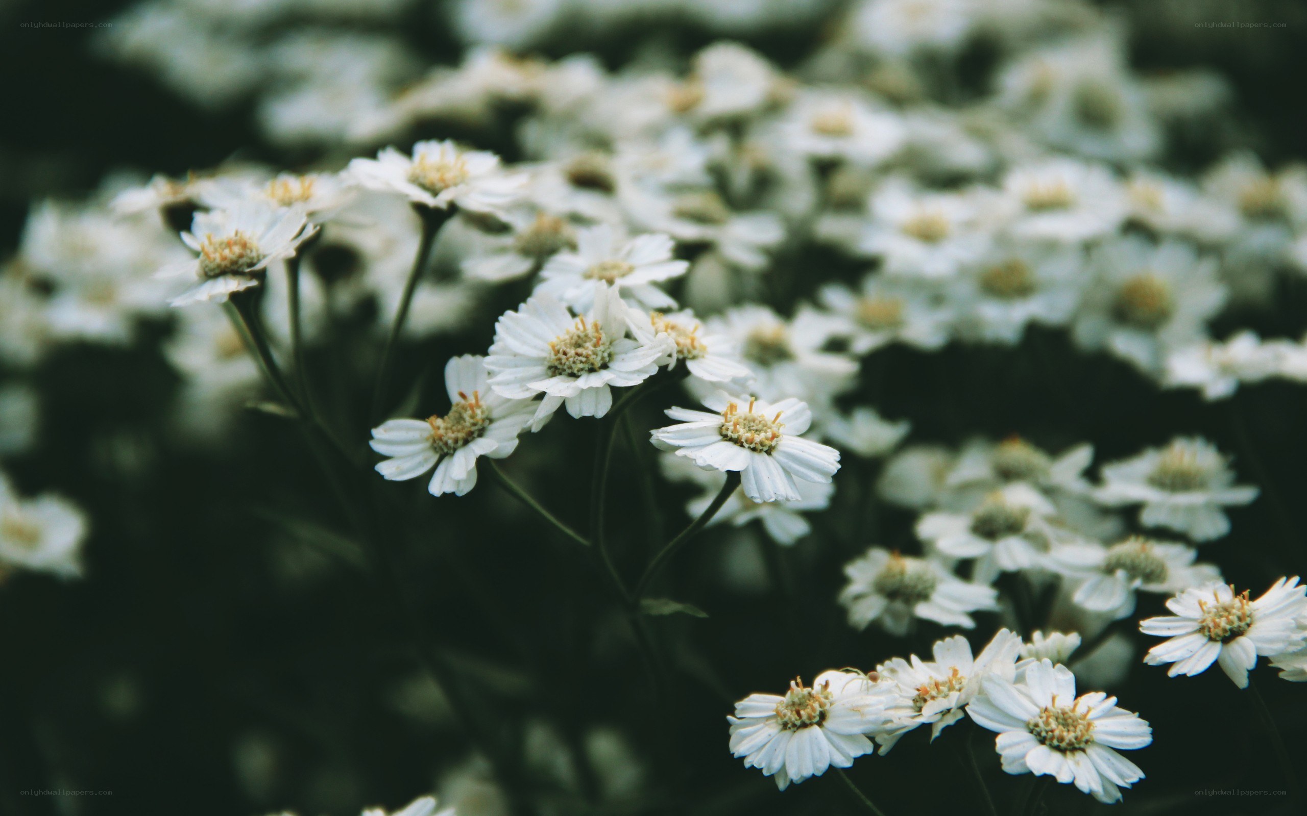 White flowers in a field