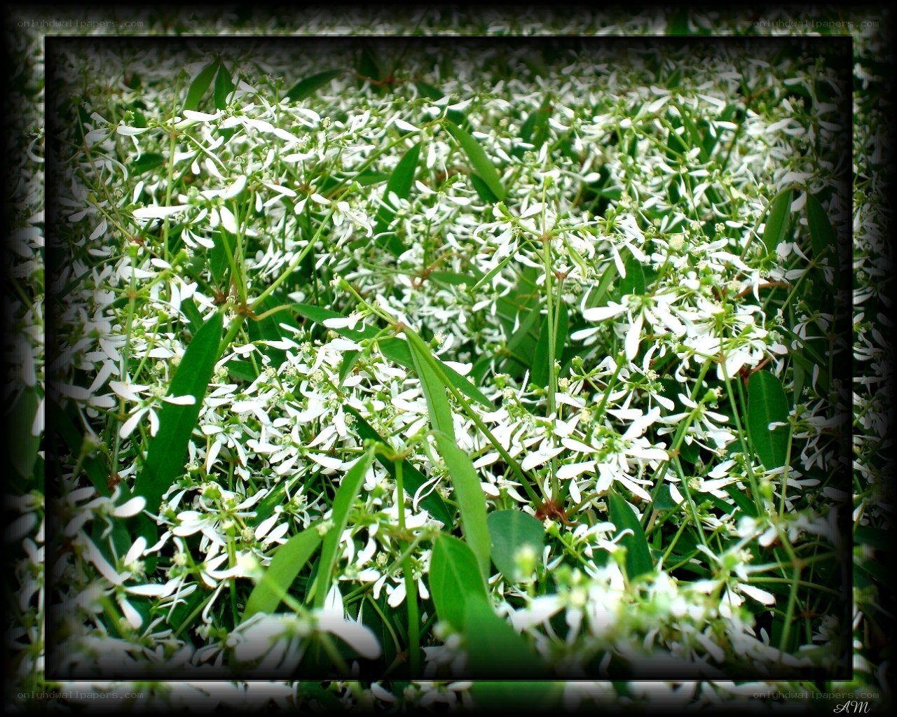 White flowers in a field
