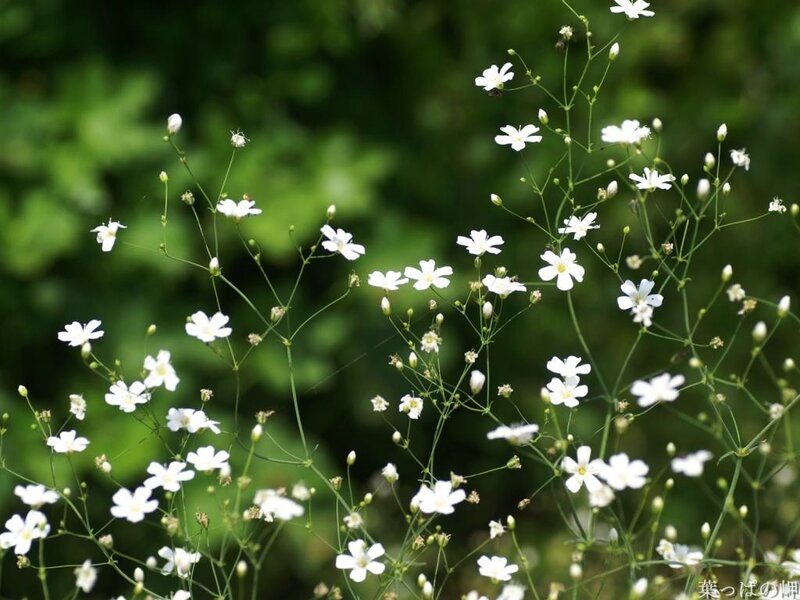 white flowers in a field