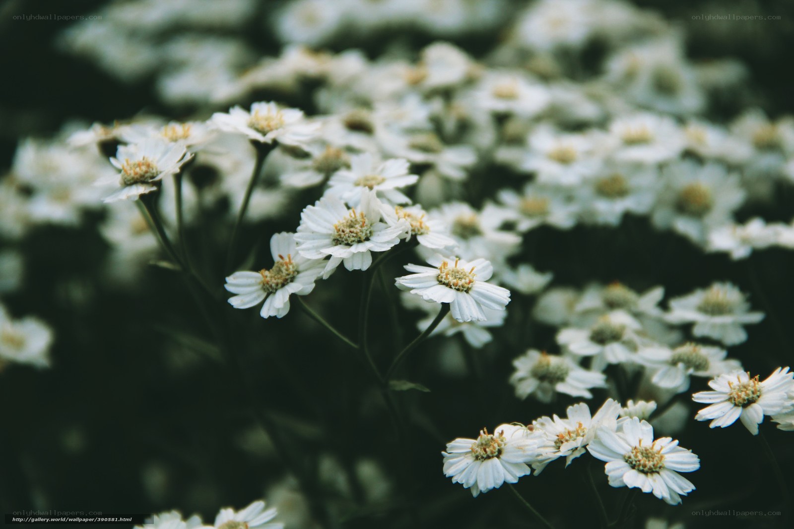 White flowers in a field