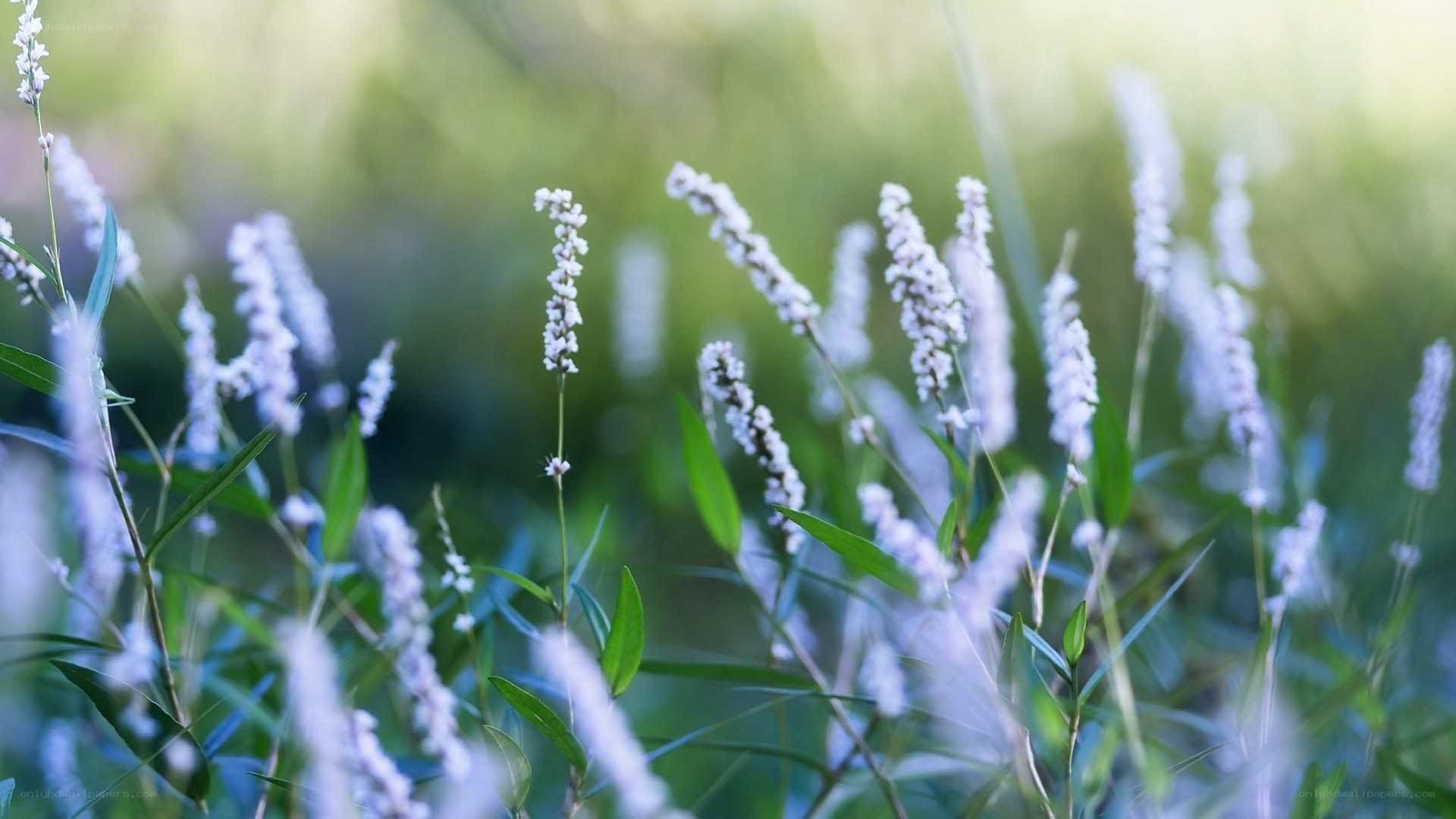 White flowers in a field