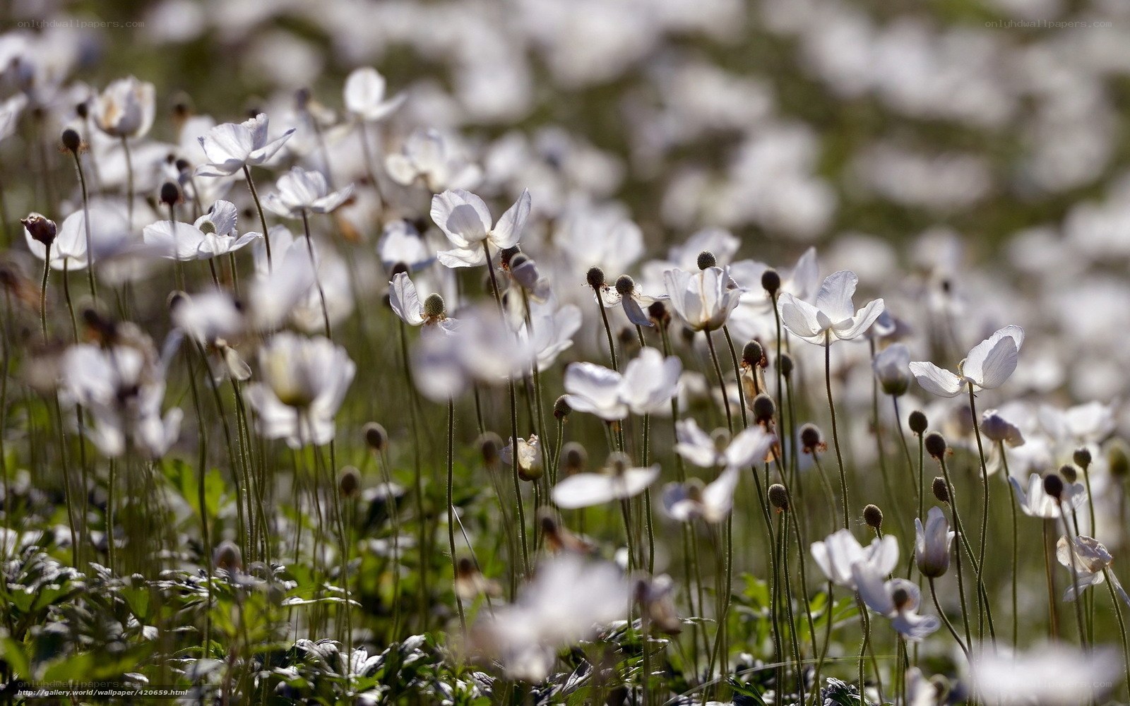 White flowers in a field