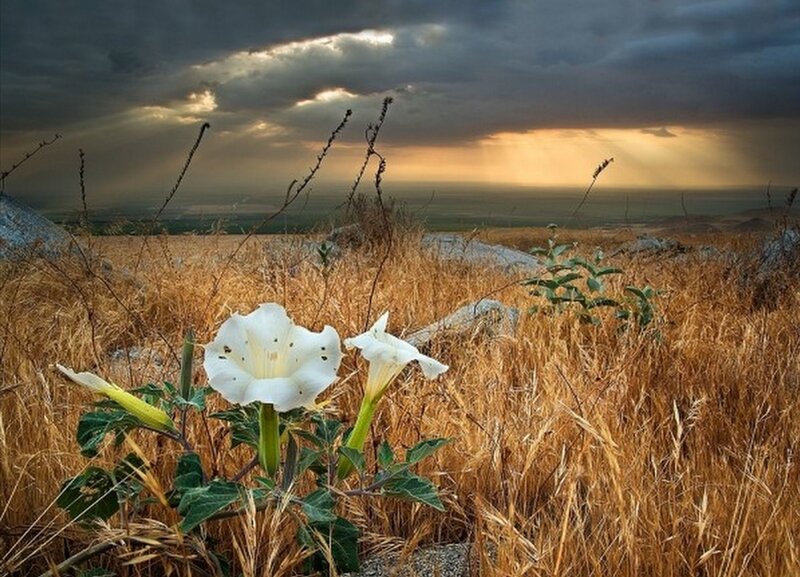 White flowers in a field at sunset