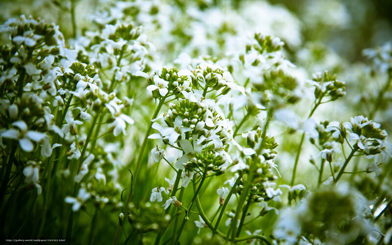 White flowers in a field
