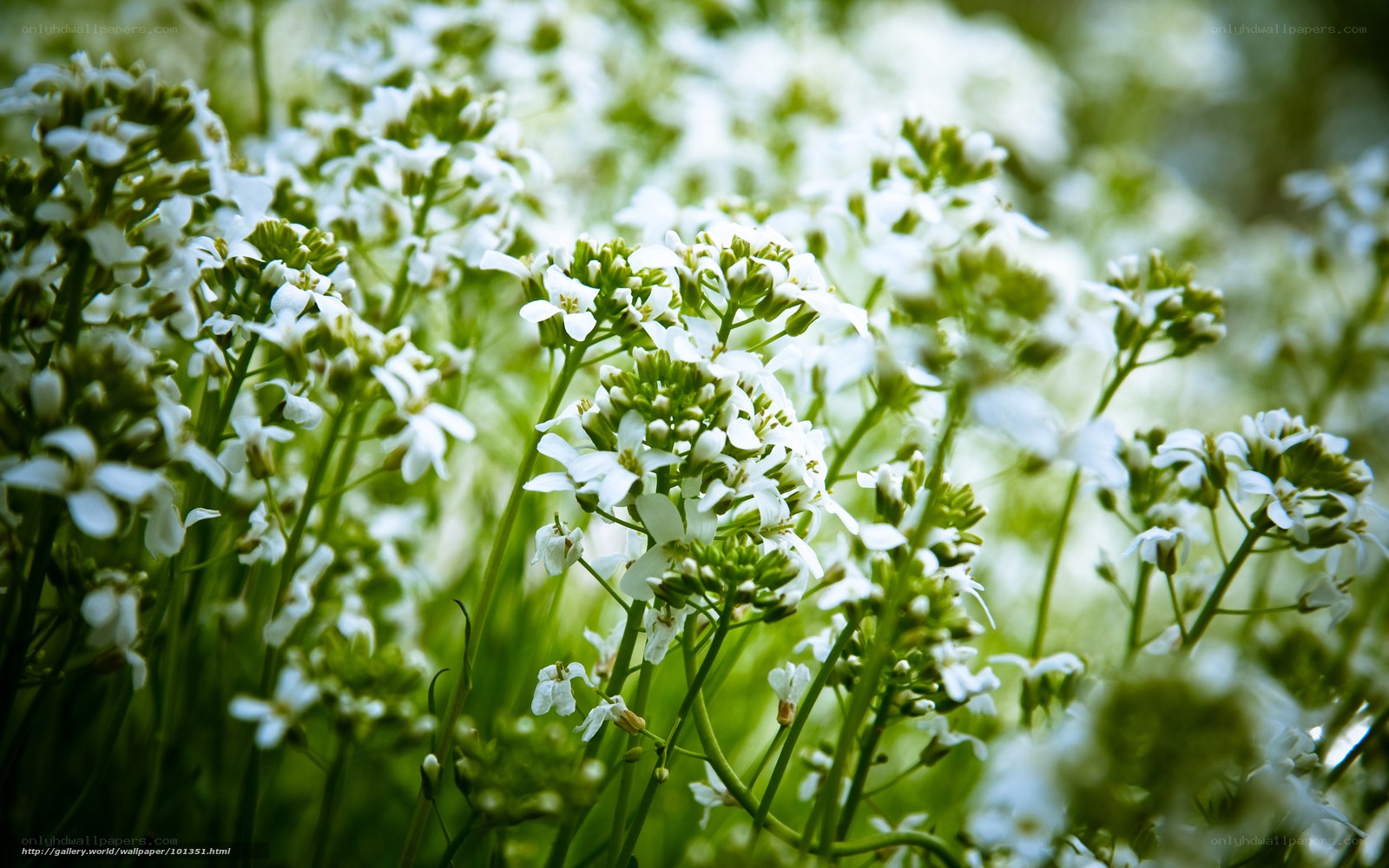 White flowers in a field