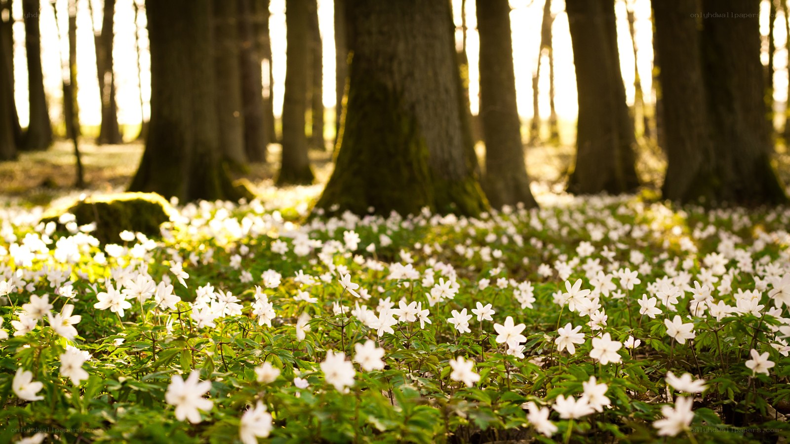 White flowers in a forest