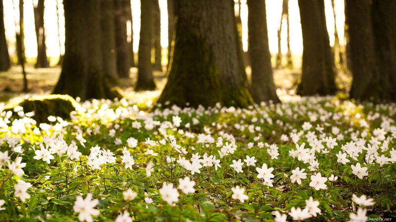 White flowers in a forest