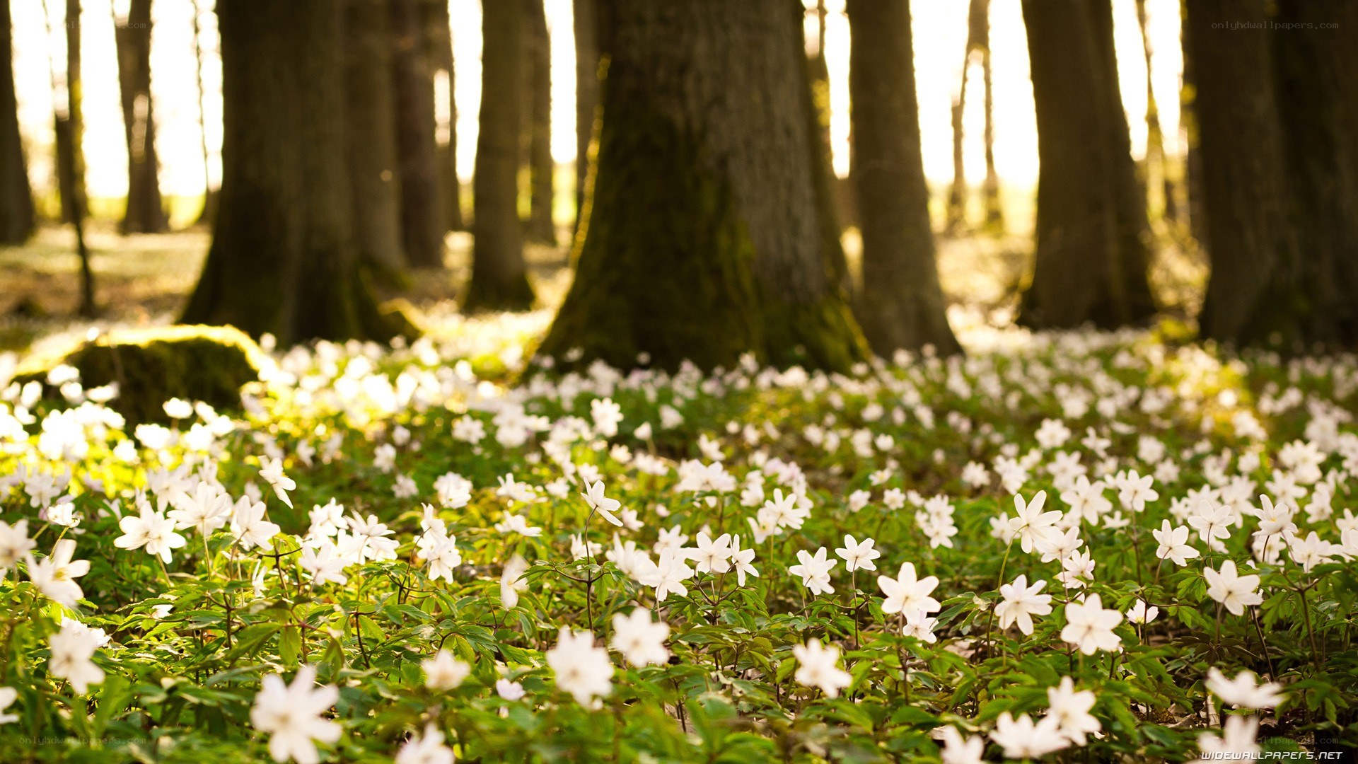 White flowers in a forest