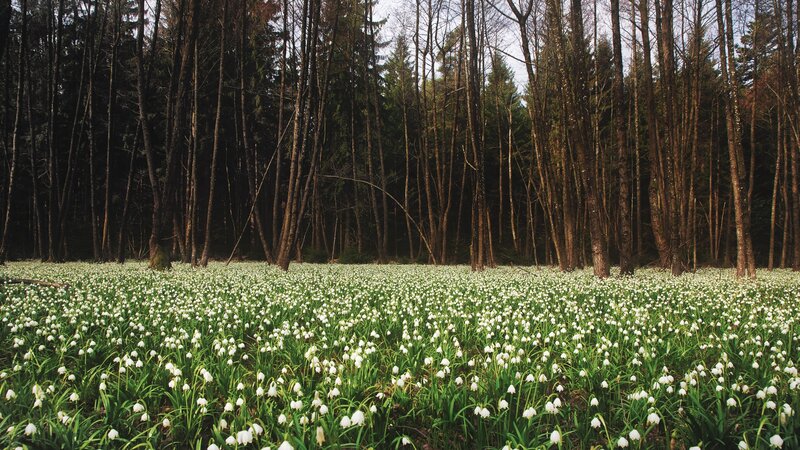 White flowers in a forest
