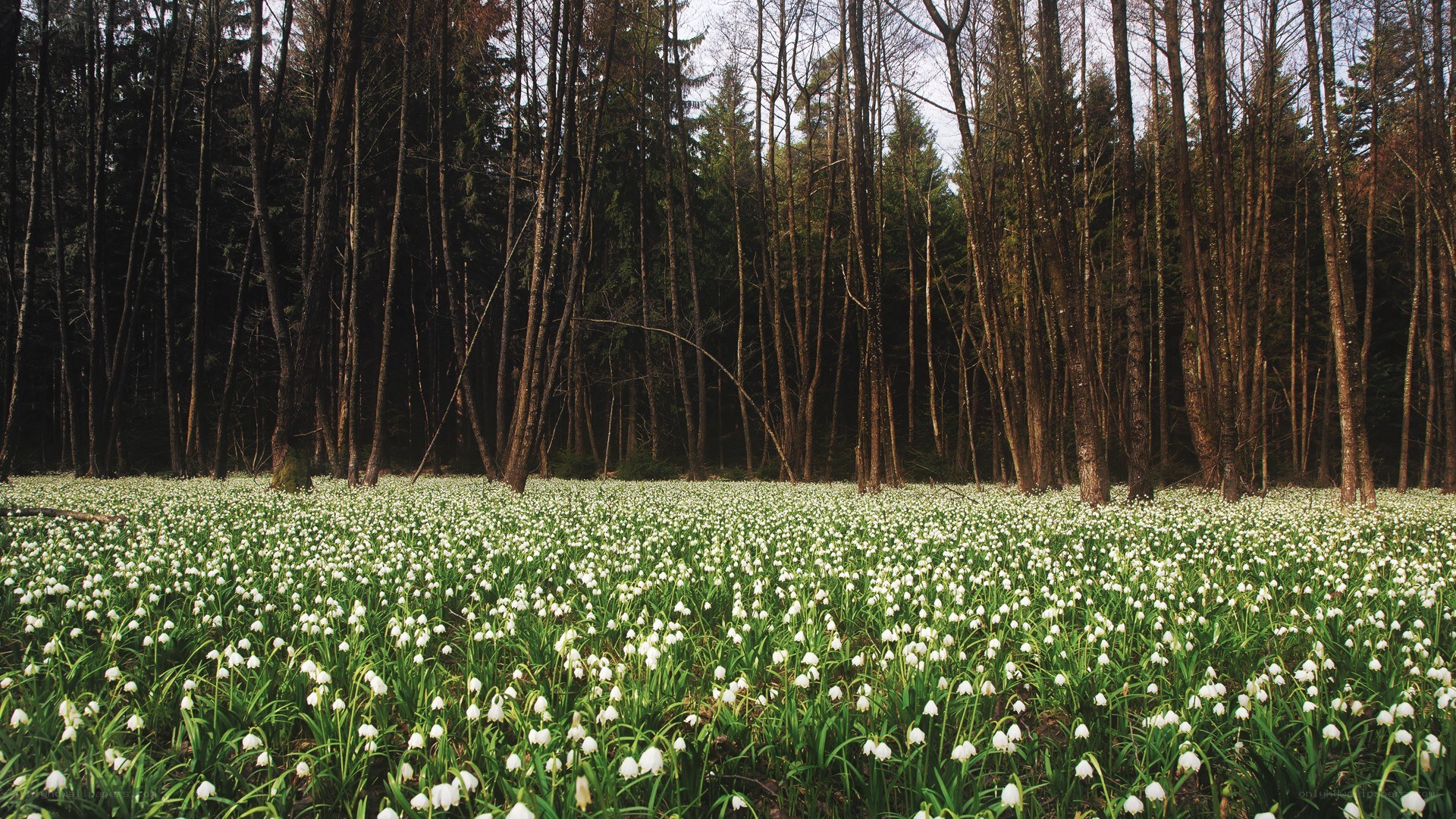 White flowers in a forest