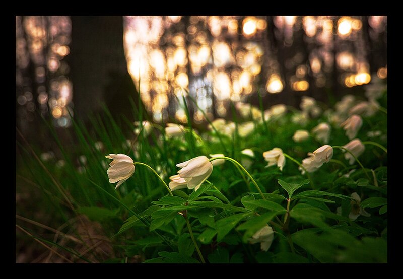 White flowers in a forest