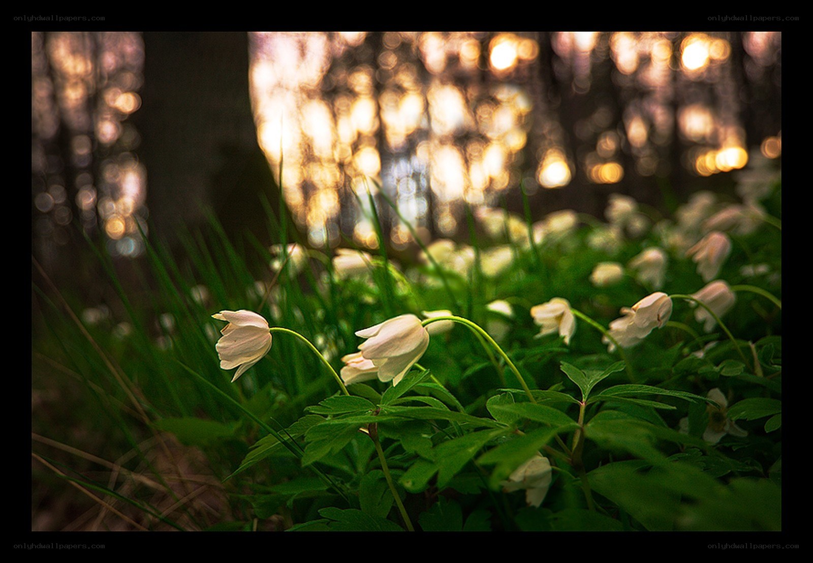White flowers in a forest