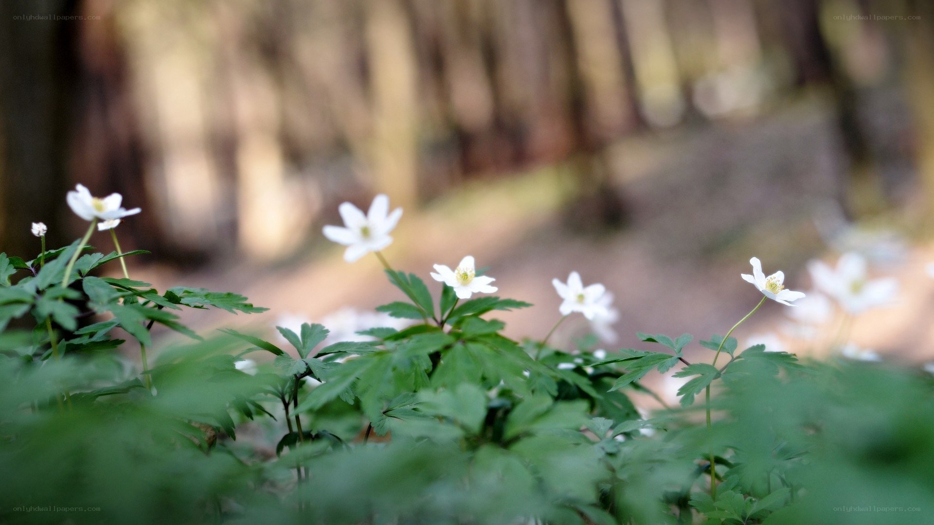 White flowers in a forest