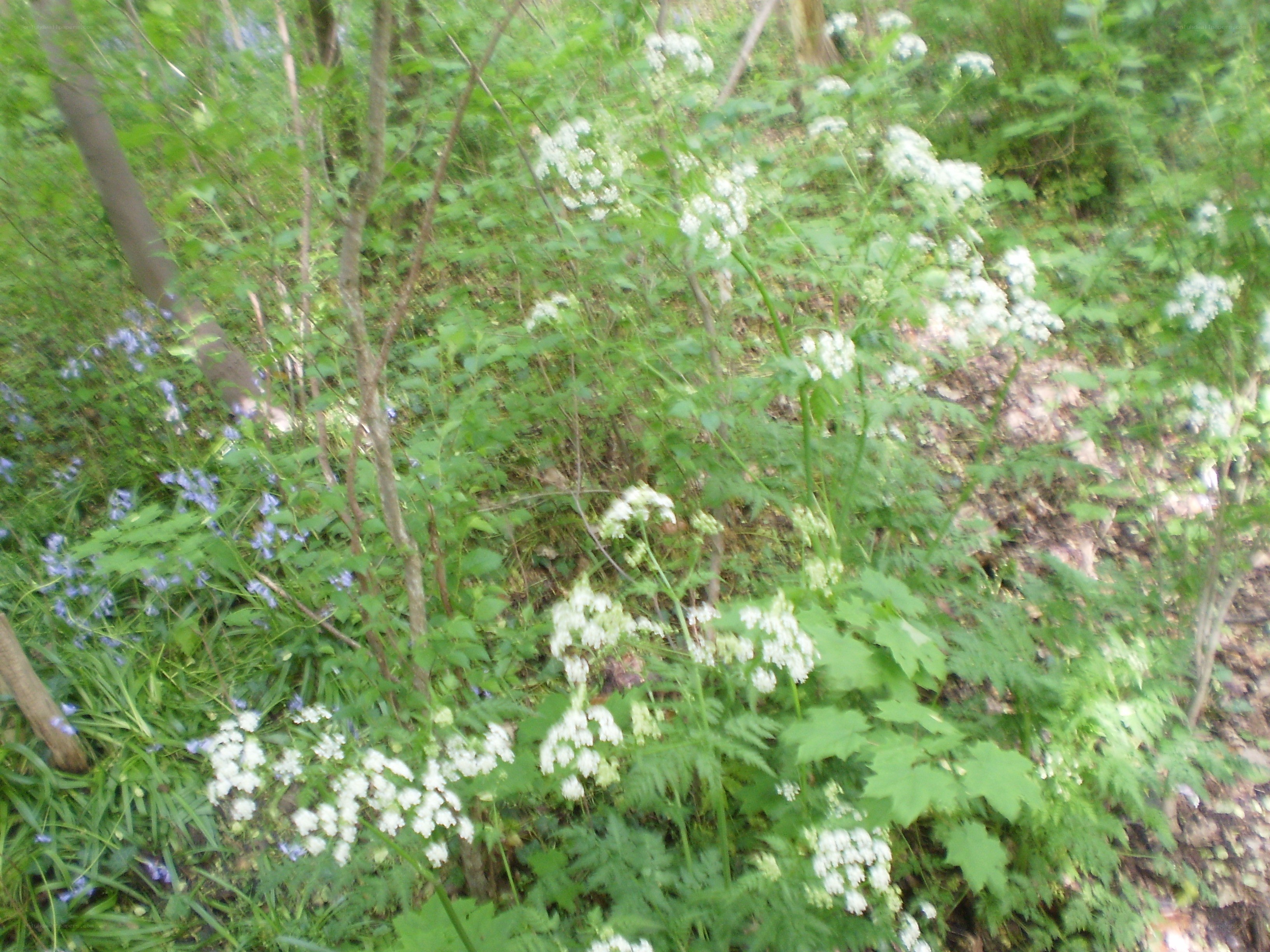 white flowers in a forest