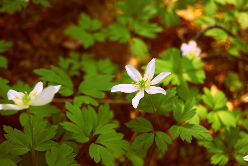 White flowers in a forest